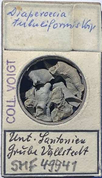 Senckenberg, Bryozoa, Bryozoen, Moostierchen, Sammlung Voigt