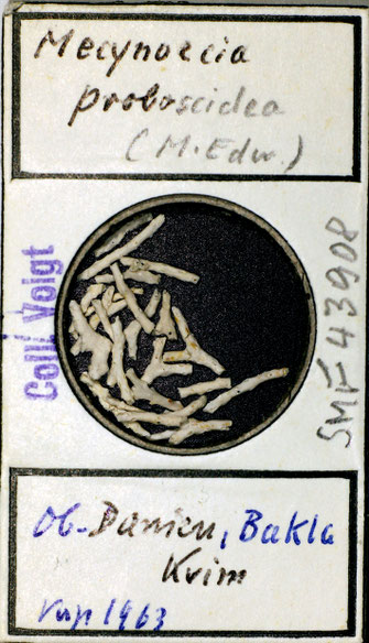 Senckenberg, Bryozoa, Bryozoen, Moostierchen, Sammlung Voigt
