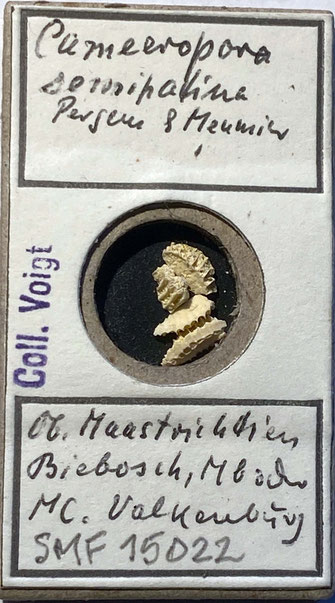 Senckenberg, Bryozoa, Bryozoen, Moostierchen, Sammlung Voigt