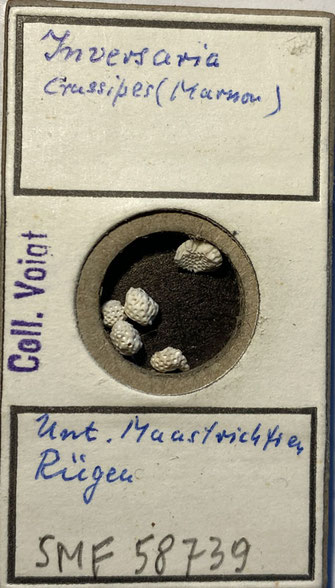 Senckenberg, Bryozoa, Bryozoen, Moostierchen, Sammlung Voigt