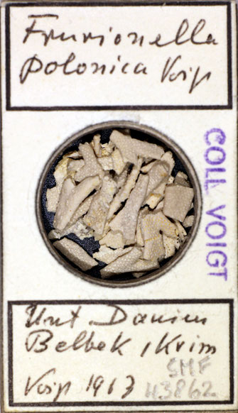 Senckenberg, Bryozoa, Bryozoen, Moostierchen, Sammlung Voigt