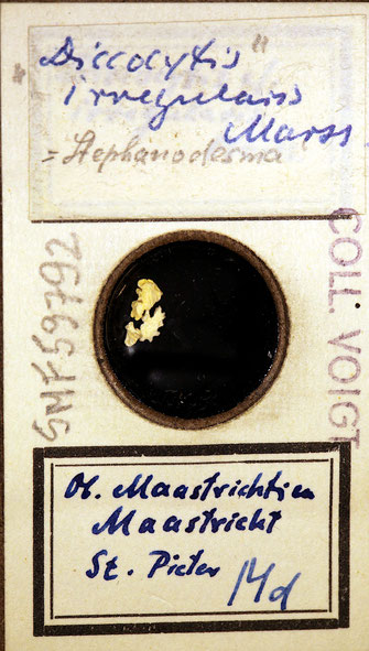 Bild 9 Bryozoa aus Sammlung Senckenberg Frankfurt, CC BY:  Dr. Rainer Teubner