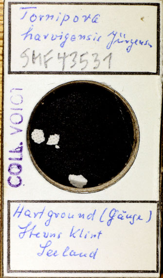 Senckenberg, Bryozoa, Bryozoen, Moostierchen, Sammlung Voigt