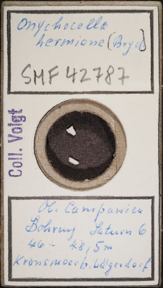 Senckenberg, Bryozoa, Bryozoen, Moostierchen, Sammlung Voigt