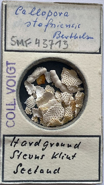 Senckenberg, Bryozoa, Bryozoen, Moostierchen, Sammlung Voigt