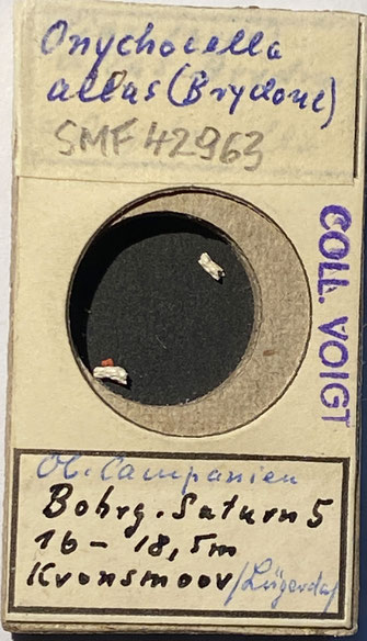 Senckenberg, Bryozoa, Bryozoen, Moostierchen, Sammlung Voigt