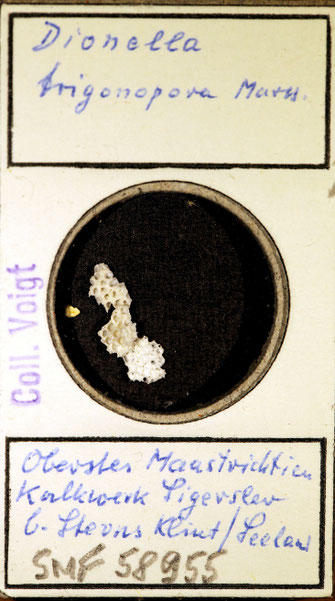 Senckenberg, Bryozoa, Bryozoen, Moostierchen, Sammlung Voigt