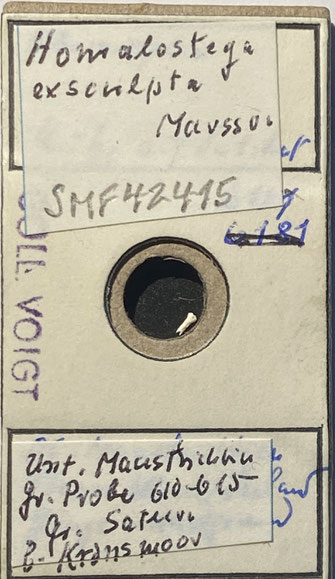 Senckenberg, Bryozoa, Bryozoen, Moostierchen, Sammlung Voigt
