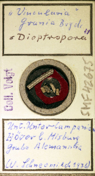 Senckenberg, Bryozoa, Bryozoen, Moostierchen, Sammlung Voigt