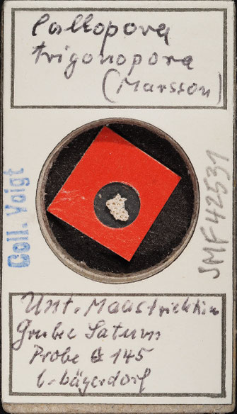 Senckenberg, Bryozoa, Bryozoen, Moostierchen, Sammlung Voigt
