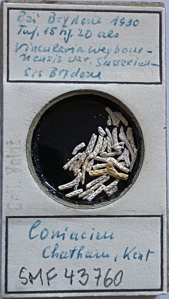 Senckenberg, Bryozoa, Bryozoen, Moostierchen, Sammlung Voigt