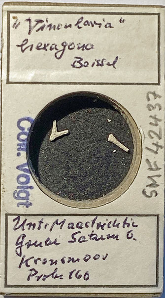 Senckenberg, Bryozoa, Bryozoen, Moostierchen, Sammlung Voigt