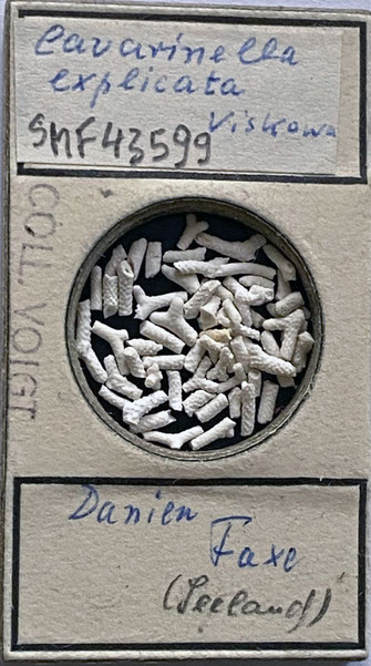 Senckenberg, Bryozoa, Bryozoen, Moostierchen, Sammlung Voigt