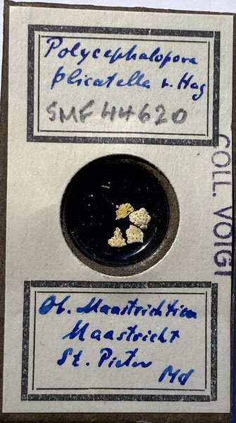 Senckenberg, Bryozoa, Bryozoen, Moostierchen, Sammlung Voigt