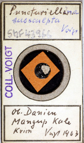 Senckenberg, Bryozoa, Bryozoen, Moostierchen, Sammlung Voigt