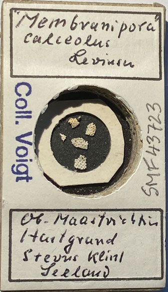 Senckenberg, Bryozoa, Bryozoen, Moostierchen, Sammlung Voigt