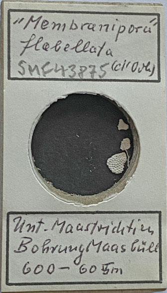 Senckenberg, Bryozoa, Bryozoen, Moostierchen, Sammlung Voigt