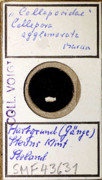 Senckenberg, Bryozoa, Bryozoen, Moostierchen, Sammlung Voigt