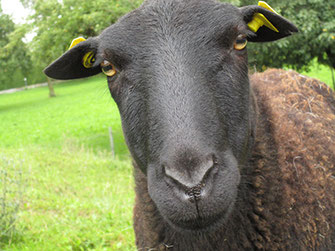 Schaf - Mitarbeiterin Tiergestützte Therapie