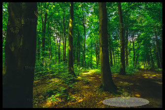 ein-gruener-laubwald-hamburg-wandbilder-2211