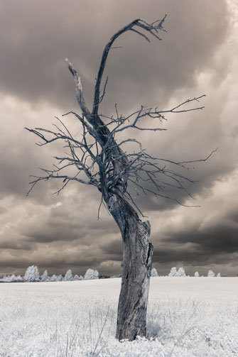 Baum, tree, Infrarot, Zypern, Holger Nimtz, Infrared, Fotografie, Allee, Bäume, Havelland, Photography, Infrarotaufnahme, IR,