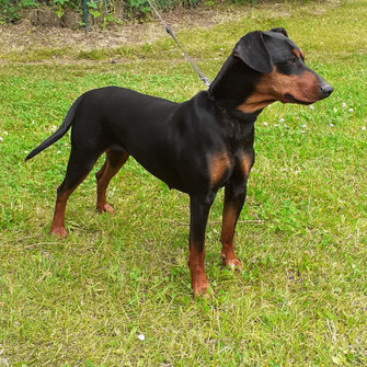 Xanta von der Südheide