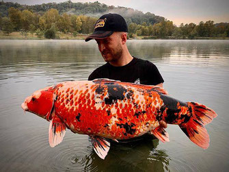 carp koi