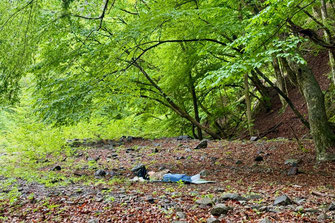 清流のほとりの森で一人の内省|よる森(群馬県上野村 14周年記念)