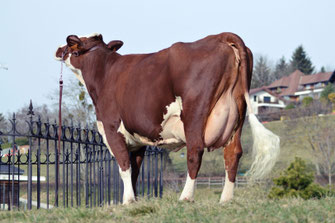 1ère : NARCISSE (Denverse x Lamborgini)