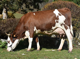 3ème : SOLEIL (Nuage x Lykan)