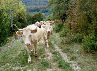 Troupeau de vaches de la race bovine Villard-de-Lans dans la Drome