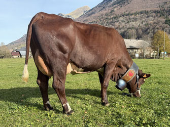 2ème : SETAZE (Ogiffre x Tango)