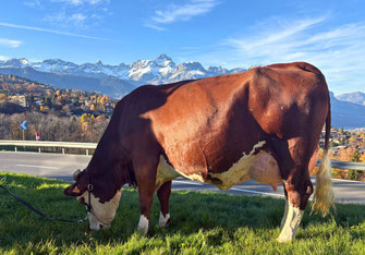 1ère : PRINCESSE (Lotus x Robuste)