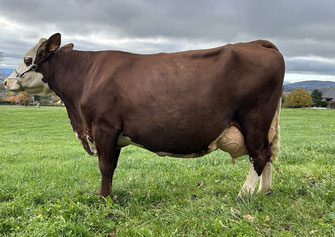 2ème PARMELINE (Nesco x Robuste)