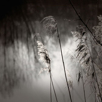 Relaxing nighttime See there feathered shadow enjoying the pond