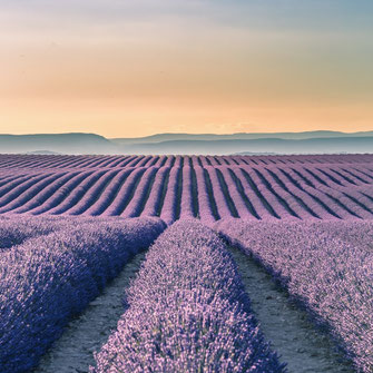 Champs de lavande à valensole au coucher du soleil