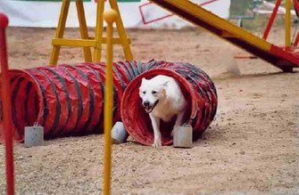 un berger blanc sort d'un tunnel d'Agility par coach canin 16 education canine en charente