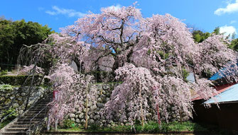 吉田のしだれ桜