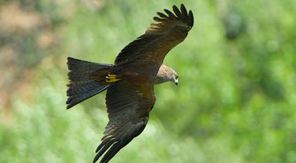 Milvus migrans o Nibbio Bruno flora e fauna ischia
