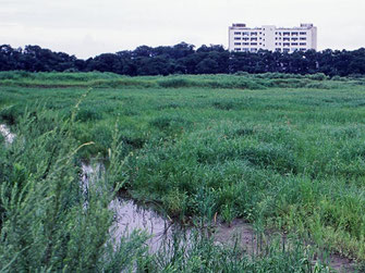 図8．低茎草原への遷移　1992年の様子の画像