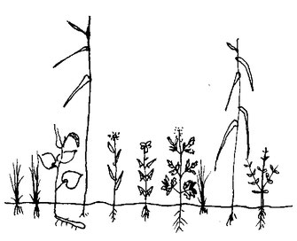 図5．低茎草原の図