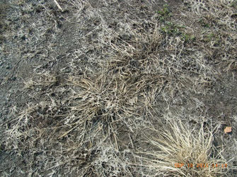 図９．小道の草が枯れている様子の画像