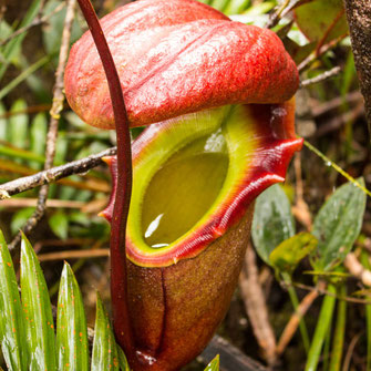 Exklusiver Schmuck mit fleischfressenden Pflanzen online in Deutschland kaufen
