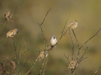 © Markus Gläßel - Bartmeisen