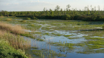 © Hartwig Brönner - Telechany Nationalpark