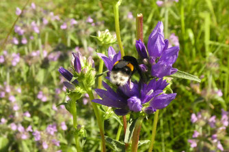 Artenvielfalt Welsche Straße