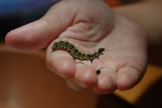 Die kleine Raupe Nimmersatt? © Elisabeth Naurath
