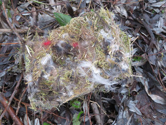 altes Nest mit Federn und Textilreste © Günther Weitzer