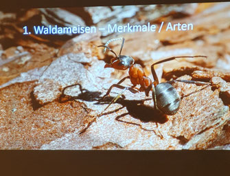 Ameisenvortrag, ©Leah Reiter