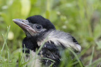 Junge Elster Tier Vogel Gefunden Hilfe 